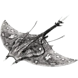 Aberrant Manta