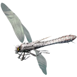 Meganeura aberrante