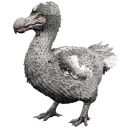 Dodo aberrante