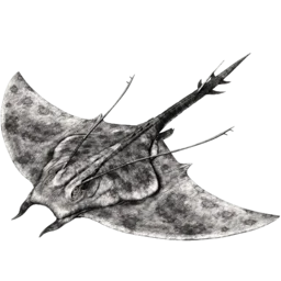 Manta