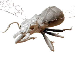 Titanomyrma Soldier