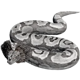 Titanoboa Aberrante