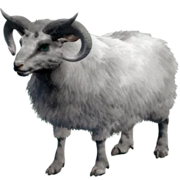 Aberrant Ovis