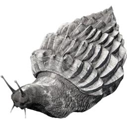 Aberrante Achatina