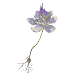 Violet Blossom
