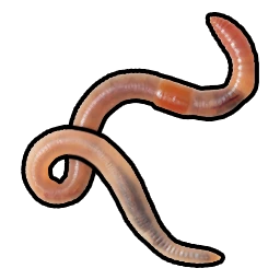 Worm
