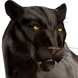 Panthère