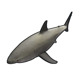 Tiburón pequeño