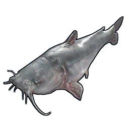 Catfish