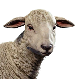 Lamb