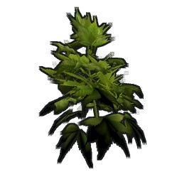 Hemp Clone