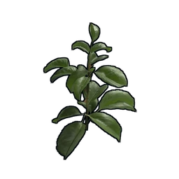 Rose Clone