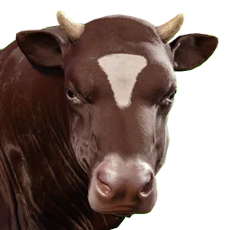 Bull