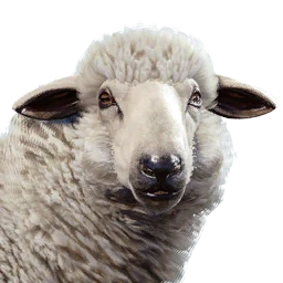 Sheep