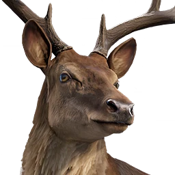 Stag