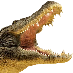 Crocodile