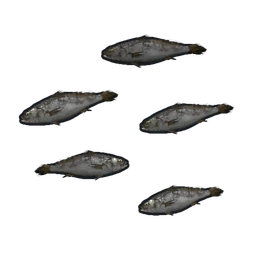 Minnows
