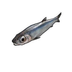 Anchovy