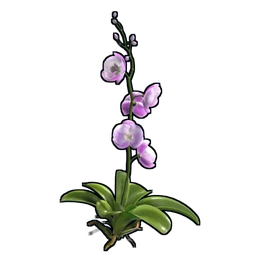 Orchid