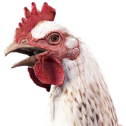 Gà