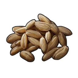 Graine de blé