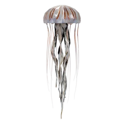 Jellyfish