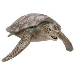 Sea Turtle