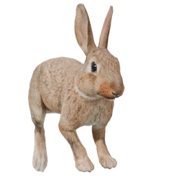 Rabbit