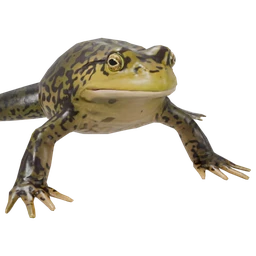 Frog