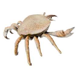 Cua (Crabs)