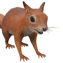 Squirrel