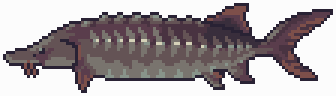 Sturgeon